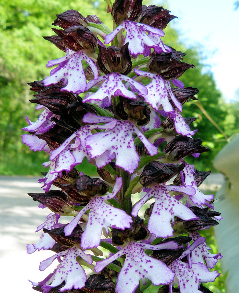 Orchidea purpurata